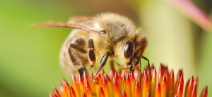 Les abeilles : un réel sens abstrait du nombre