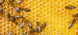 Les abeilles, ça compte !